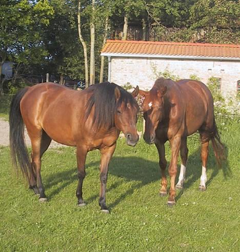 Sportsaraber (A) SAH/OX Aiwonka billede 3