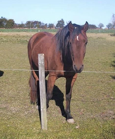 Sportsaraber (A) SAH/OX Aiwonka billede 4