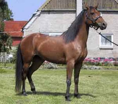 Sportsaraber (A) SAH/OX Aiwonka billede 5