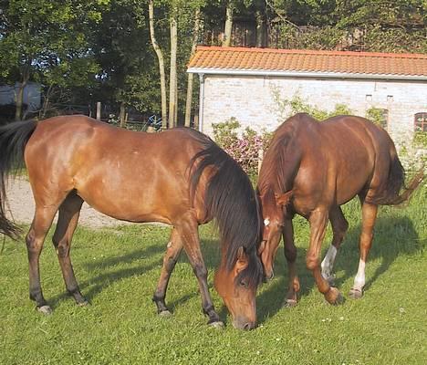 Sportsaraber (A) SAH/OX Aiwonka billede 6