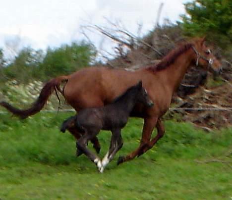 Dansk Varmblod  Lancelot- Solgt billede 14