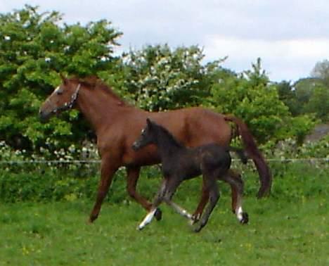 Dansk Varmblod  Lancelot- Solgt billede 15