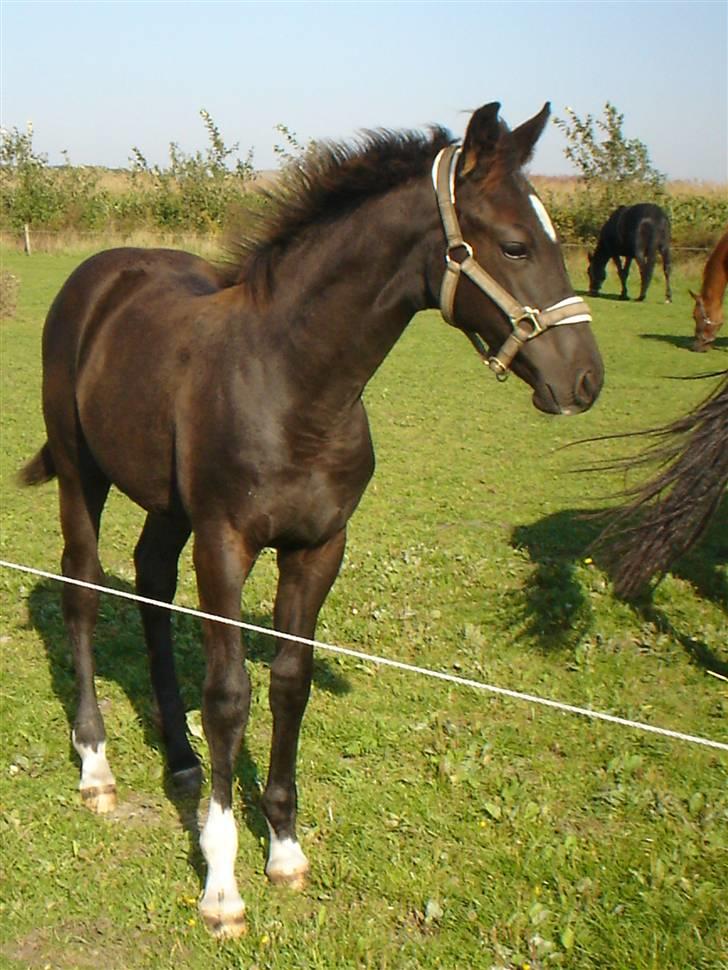 Dansk Varmblod  Lancelot- Solgt - Lancelot  billede 16