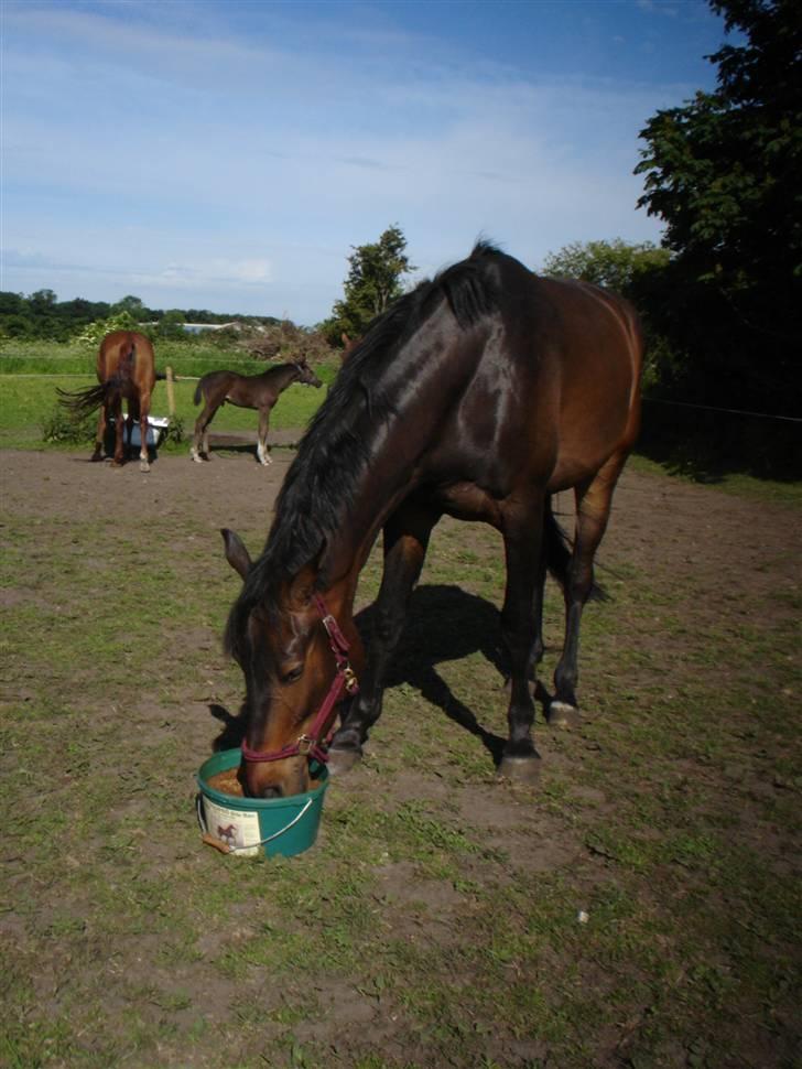 Dansk Varmblod Castello-aflivet billede 17