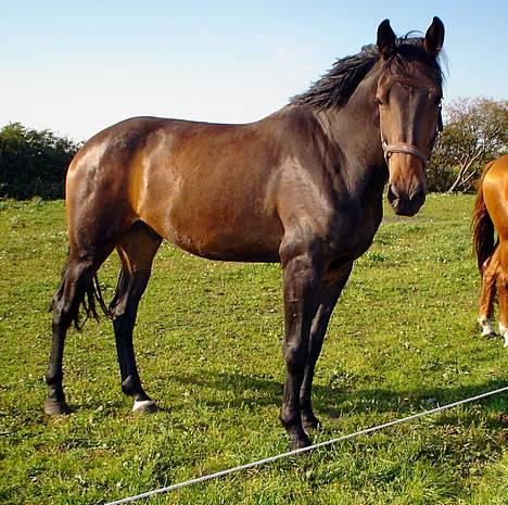 Dansk Varmblod Castello-aflivet billede 18