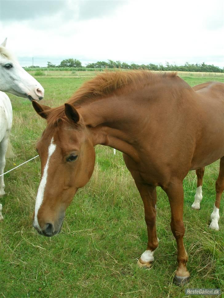 DSP Zanick - Solgt. - For længe siden - sommerhus med Julie, Lykke og Christine :D Perfekte dage. Foto; Gitte Dahl. billede 11
