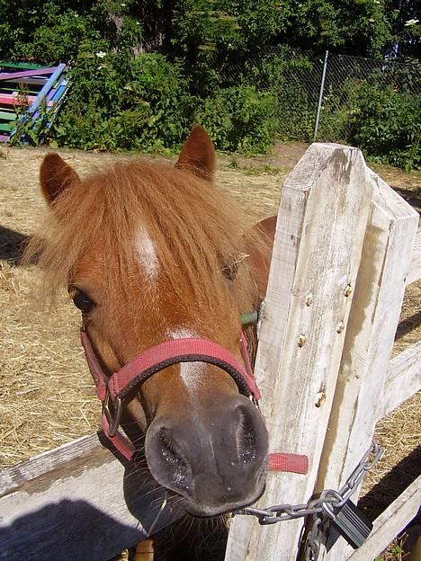 Shetlænder Sussi - #1 Sussi billede 1