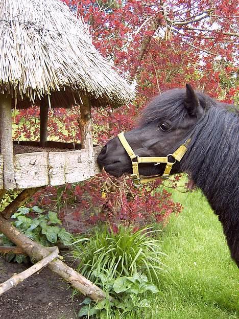 Shetlænder Blackie *solgt* billede 10
