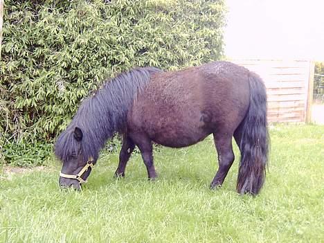 Shetlænder Blackie *solgt* billede 11