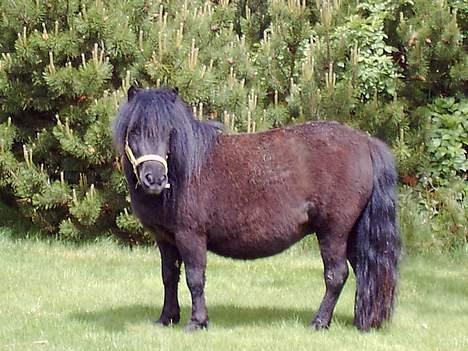 Shetlænder Blackie *solgt* billede 12