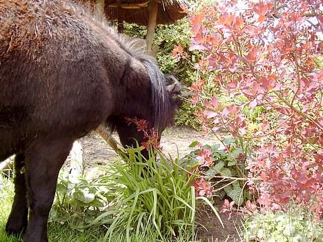 Shetlænder Blackie *solgt* billede 13