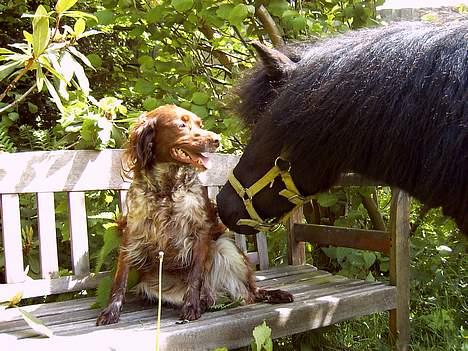 Shetlænder Blackie *solgt* billede 14