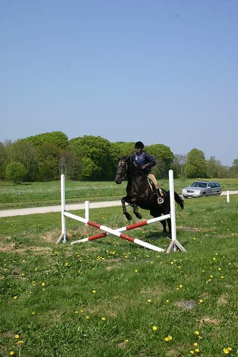 Dansk Varmblod Zaigon - Vores første spring, Zaigons første. billede 19