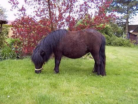 Shetlænder Blackie *solgt* billede 15