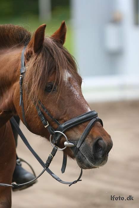 Anden særlig race Agent 007<31994 -2007 / billede 18
