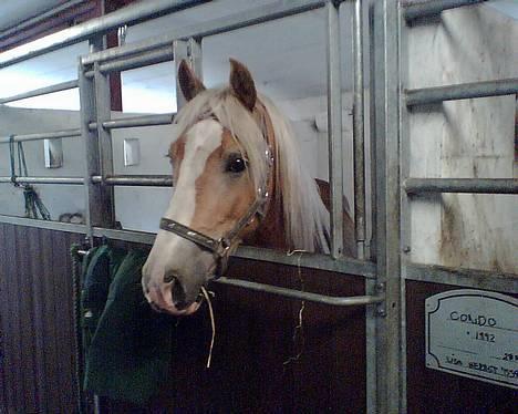 Haflinger Arion - Arion i sin boks . (3 år Vallak) billede 1