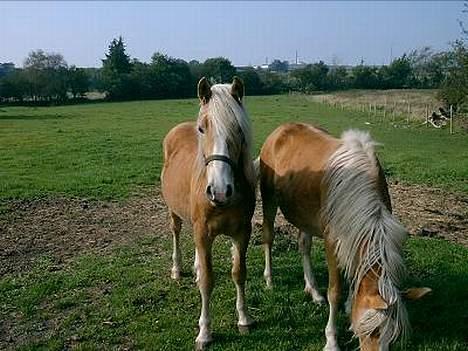 Haflinger Arion - Arion 2 år (Foto: Stutteri Åtte) billede 2