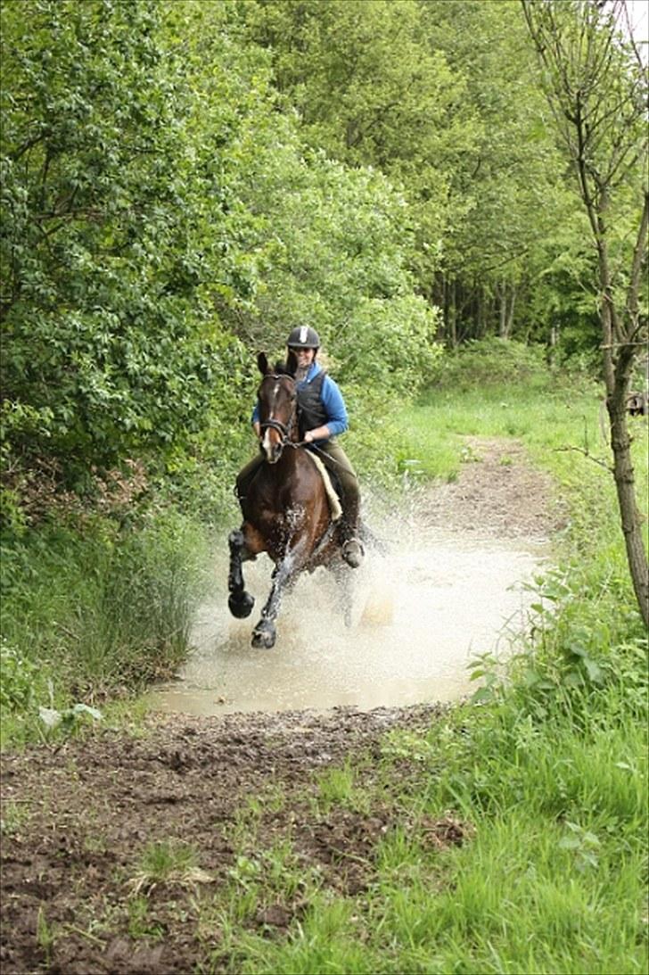 Oldenborg Kildegårds Fidelius - Fidelius i terrænet første gang nogensinde. Billedet taget af Jacob Normann billede 1