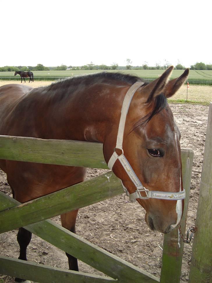 Oldenborg Kildegårds Fidelius billede 4