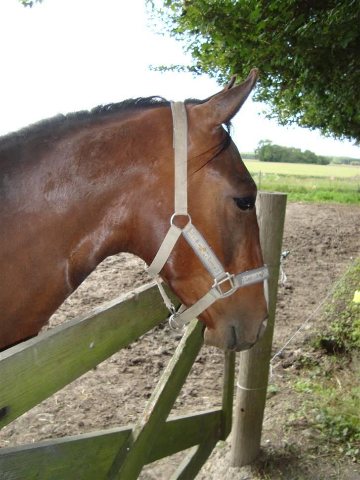 Oldenborg Kildegårds Fidelius billede 5