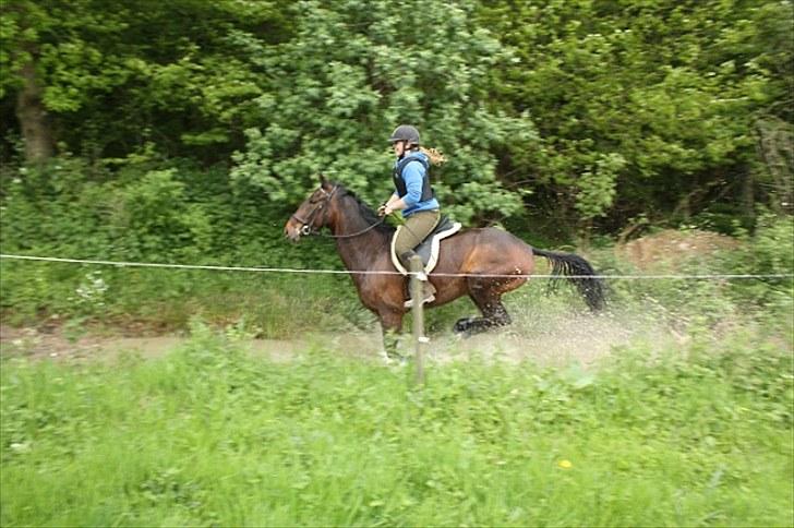Oldenborg Kildegårds Fidelius - Fidelius i terrænet første gang nogensinde. Billedet taget af Jacob Normann billede 6