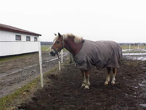 Anden særlig race hafling/newforest Lukas - FOLD... billede 11
