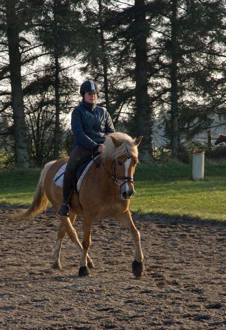 Anden særlig race hafling/newforest Lukas billede 12