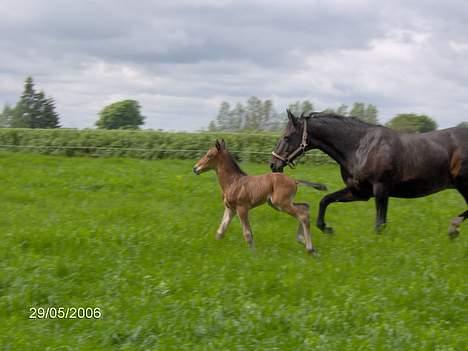 Oldenborg Kildegårds Fidelius billede 9