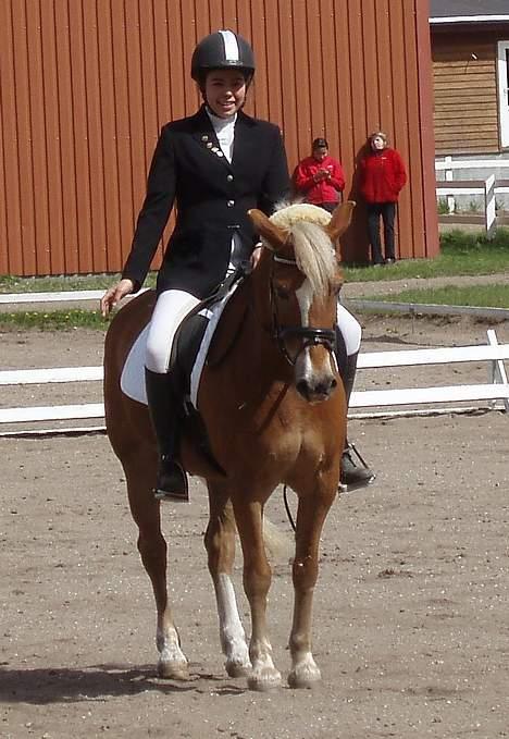 Anden særlig race hafling/newforest Lukas billede 13