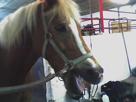 Anden særlig race hafling/newforest Lukas billede 14