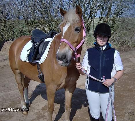 Anden særlig race hafling/newforest Lukas billede 15