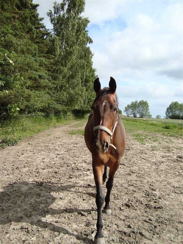 Oldenborg Kildegårds Fidelius billede 10