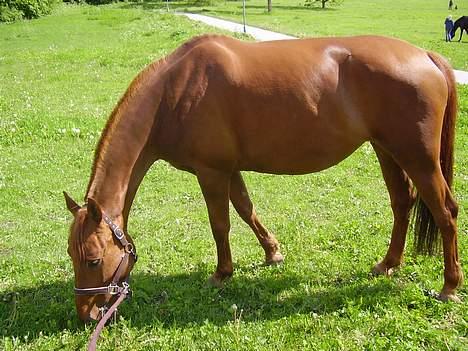 Anden særlig race Tidi (AFLIVET ) - #3. Tidi billede 3