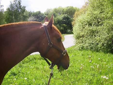 Anden særlig race Tidi (AFLIVET ) - #4. Tidi billede 4