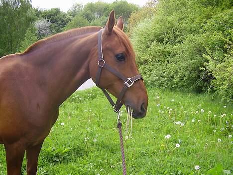 Anden særlig race Tidi (AFLIVET ) - #5. Tidi billede 5