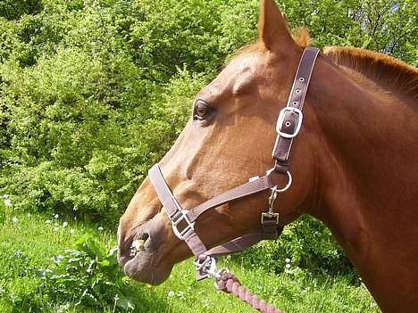 Anden særlig race Tidi (AFLIVET ) - #6 Tidi billede 6