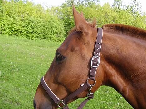 Anden særlig race Tidi (AFLIVET ) - #7. Tidi billede 7