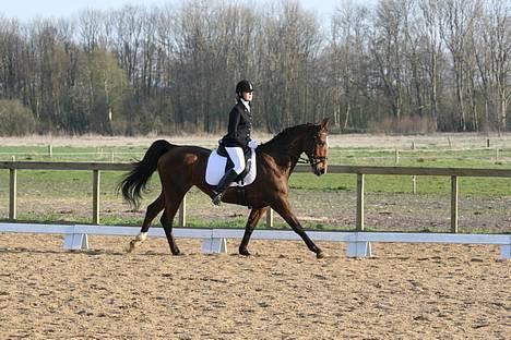 Dansk Varmblod Grandesse <3 (SOLGT) - Stævne i gl. estrup - LA2 Galop øgning , hun tager ordet øgning meget bogstavligt Foto: Gl. Estrup billede 8