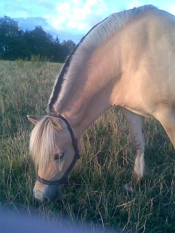 Fjordhest sabine billede 12