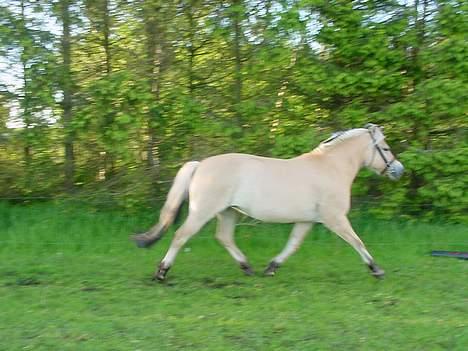 Fjordhest sabine billede 13