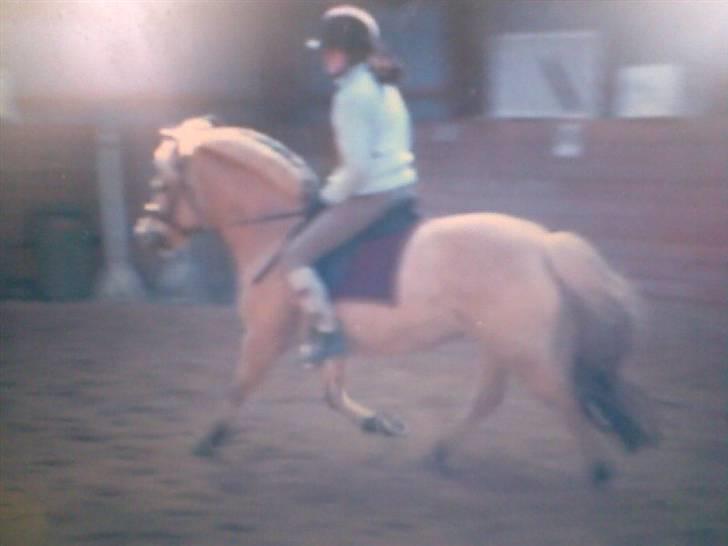 Fjordhest sabine - bagefter spring billede 14