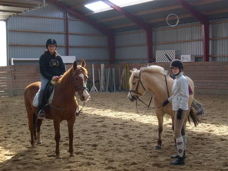 Fjordhest sabine billede 15