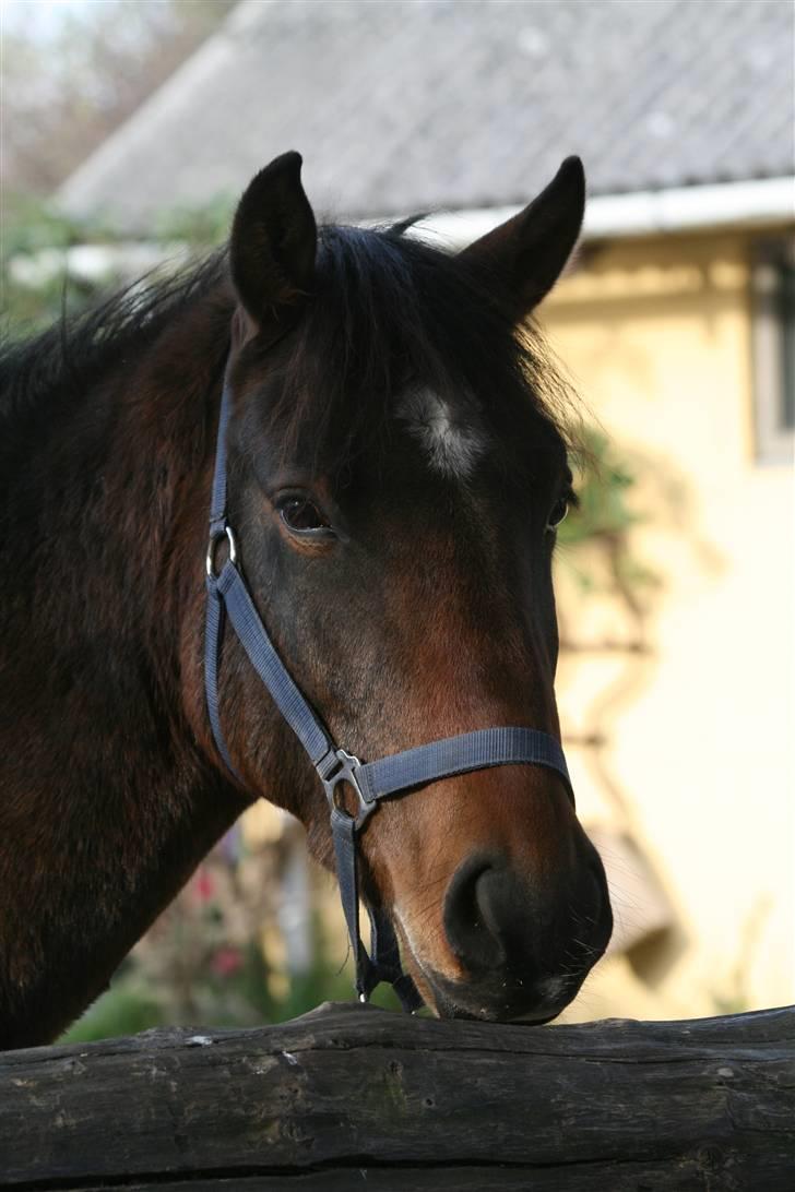Anden særlig race Chikila - Den bedste hest i verden. Taget på vores 3-årsdag, 20. oktober 2005 til 20. oktober 2008 :´) <3 foto: mig. billede 1
