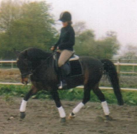 Connemara Kashmir (R.I.P) billede 19