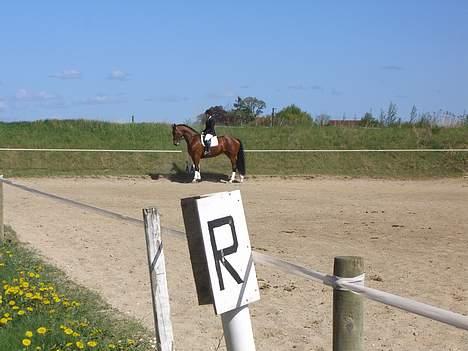 Holstener Afrodite R.I.P  - Dressur stævne LB, maj billede 12