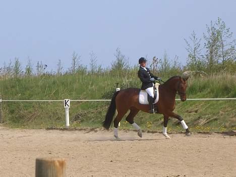 Holstener Afrodite R.I.P  - Maj 06  billede 14