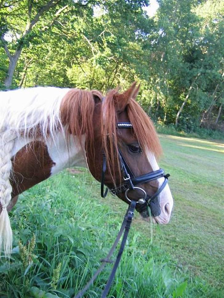 Welsh Partbred (Sec F) Kilmay Prince Pantani  - Den dejlige pony <3(: INGEN AF BILLEDERNE MÅ BRUGES UDEN TILLADELSE HVERKEN TIL REDIGERING ELLER NFORN ELLER HVAD DET NU KAN VÆRE, UDEN TILLADELSE !!! billede 1