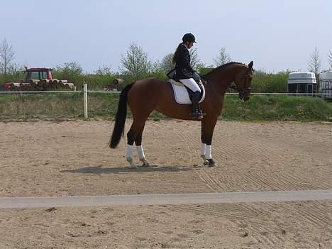 Holstener Afrodite R.I.P  - Lille hilsen til dommer :) billede 15