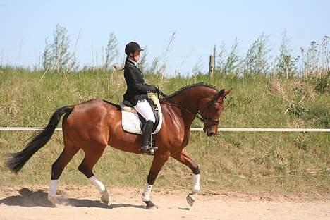 Holstener Afrodite R.I.P  - En fin trav. billede 16