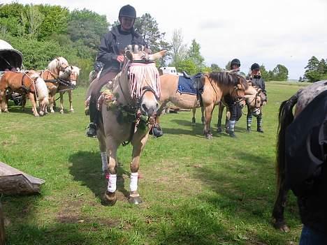 Fjordhest Lotte R.I.P.  - Lotte og Hønse vandt en 2. plads for bedste pyntede hest/pony billede 14